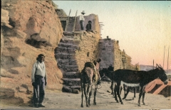 Donkey, postcard collection, desert,, Arizona