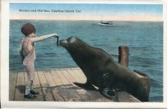 a panel in the accordian fold packet. JW Rowe, postcard collection, Seals, Piers, Catalina Island, California