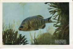 a panel in the accordian fold packet. fish, JW Rowe, postcard collection, Pacific Ocean, Catalina Island, California