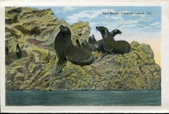 a panel in the accordian fold packet. JW Rowe, postcard collection, Seals, Waterfront, Catalina Island, California
