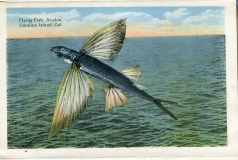 a panel in the accordian fold packet. fish, JW Rowe, postcard collection, Pacific Ocean, Catalina Island, California