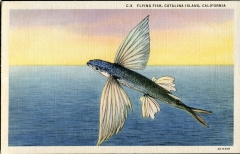 fish, postcard collection, Pacific Ocean, Catalina Island, California
