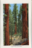 one accordian panel in a packet.Jerry Rowley (dad), postcard collection, Giant Forest, Sequoia National Park, California