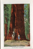 one accordian panel in a packet.Jerry Rowley (dad), postcard collection, Giant Forest, Sequoia National Park, California