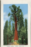one accordian panel in a packet.Jerry Rowley (dad), postcard collection, Giant Forest, Sequoia National Park, California