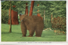 one accordian panel in a packet.Bear, Jerry Rowley (dad), postcard collection, Big Trees, Sequoia National Park, California