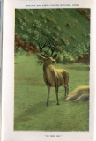 one accordian panel in a packet.Deer, Jerry Rowley (dad), postcard collection, various, Sequoia and Kings Canyon National Parks, California