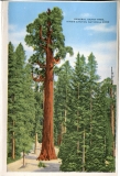 one accordian panel in a packet.Jerry Rowley (dad), postcard collection, General Grant Tree, Kings Canyon National Park, California