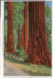 one accordian panel in a packet.Jerry Rowley (dad), postcard collection, North Grove, Kings Canyon National Park, California