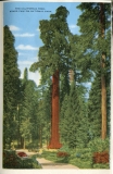 one accordian panel in a packet.Jerry Rowley (dad), postcard collection, The California Tree, Kings Canyon National Park, California