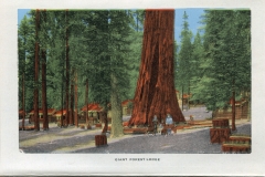 one accordian panel in a packet.Jerry Rowley (dad), postcard collection, Giant Forest Lodge, Sequoia National Park, California