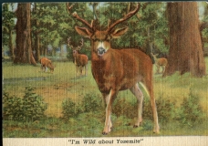 Deer, postcard collection, Yosemite valley, Yosemite National Park, California