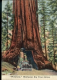 automobiles, postcard collection, Wawona Mariposa Big Tree Grove, Yosemite National Park, California