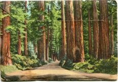 "Redwood Highway of the Redwood Empire", souvenir packet book, back cover. postcard collection, Redwood Highway, California