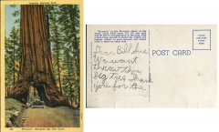 Postcard "Wawona, Mariposa Big Tree"To: Bill and Sue Morse (cousins)From: Jerry Rowleypostcard collection, Wawona, Mariposa Big Tree, Mariposa Grove, California