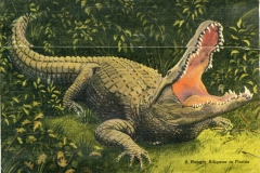 "St. Augustine Alligator Ostrich Farm, World's Largest", souvenir packet book, back cover. alligator, postcard collection, Alligator Ostrich Farm, St. Augustine, Florida
