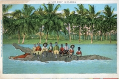 crocodile, postcard collection, Florida