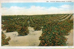 postcard collection, Orange Grove, Florida