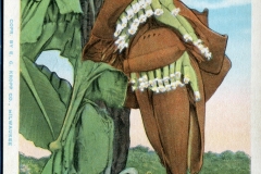 flowers, postcard collection, Florida