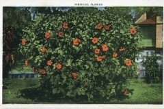 flowers, postcard collection, Florida