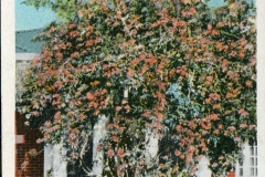 flowers, postcard collection, Lanford Home, Fort Myers, Florida