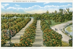 postcard collection, Orange Grove, Florida