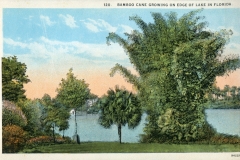 postcard collection, Florida