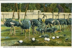 Birds, postcard collection, Alligator Farm, St. Augustine, Florida