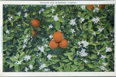 postcard collection, Orange Grove, Florida