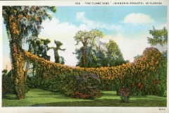 flowers, postcard collection, Florida