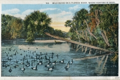 Birds, postcard collection, Florida River, Florida