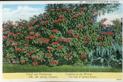 flowers, postcard collection, Florida