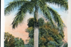 postcard collection, Florida