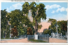 postcard collection, Washington elm, Cambridge, Massachusetts