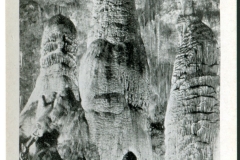 miniature photo in a souvenir packet. caves, postcard collection, Carlsbad Caverns, Carlsbad, New Mexico