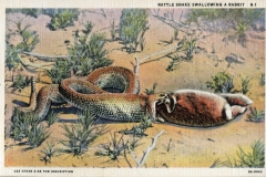 postcard collection, snakes, desert, New Mexico