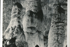 caves, postcard collection, Carlsbad Cavern, Carlsbad Caverns National Park, New Mexico